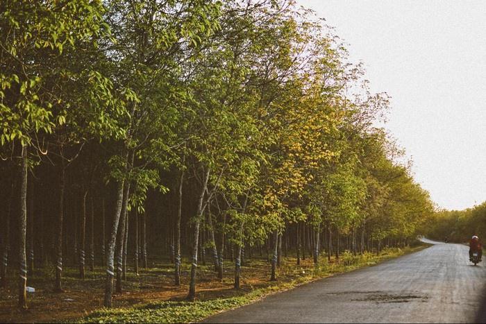 Trên đường di chuyển đến huyện Xuyên Mộc, bạn sẽ bắt gặp nhiều đoạn đường trồng cao su. Ảnh: Nhi Hà Trần