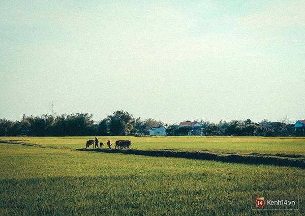 Nét đẹp bình yên, nhẹ nhàng của những cánh đồng