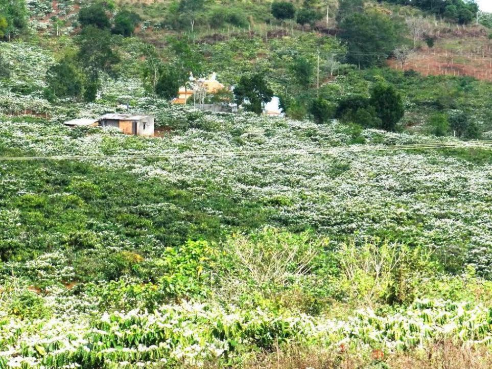 Hoa cà phê nở trắng đồi. Ảnh: ST