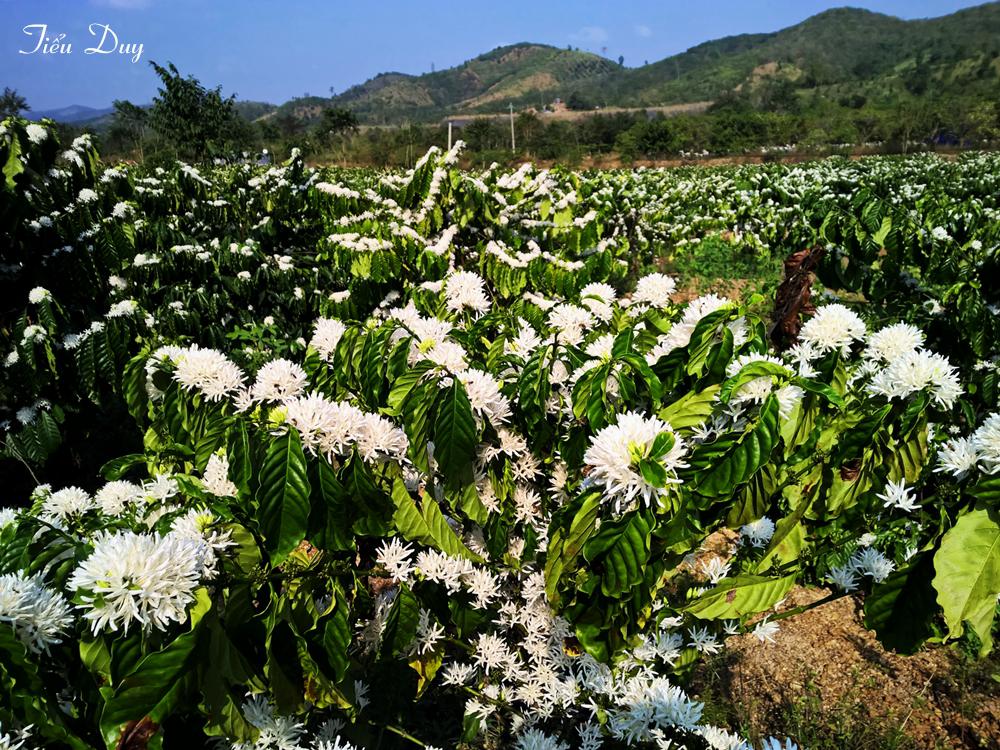 Hoa cà phê nở trắng đồng. Ảnh: Tiểu Duy