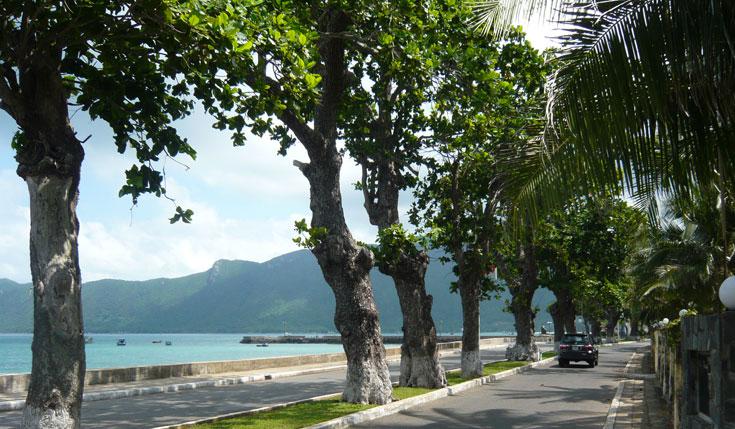 Hàng cây bàng trăm tuổi ở Côn Đảo. Ảnh: ST