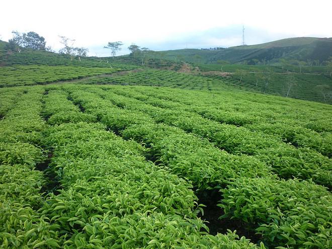 Tận hưởng không khí mát lạnh trên đỉnh đèo, tôi đến với đồi chè Cầu Đất ở Trạm Hành. Ảnh: thienbao11.