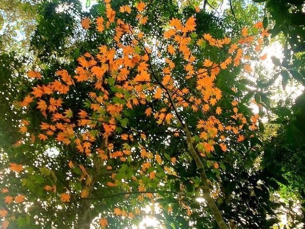 Nếu như Tây Bắc, Đông Bắc với lượng cây mọc rất ít, thì tại hồ Tuyền Lâm du khách có thể thoả sức quan sát lá phong đang mùa thay lá, rất nên thơ và lãng mạn. Ảnh : Anh Tuấn