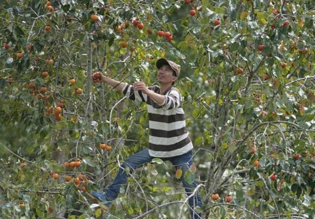 Không những được ngắm lá phong đang mùa thay sắc lá, bạn còn tham gia được các hoạt động nông trại như hái hồng, đào khoai lang, hái dâu...