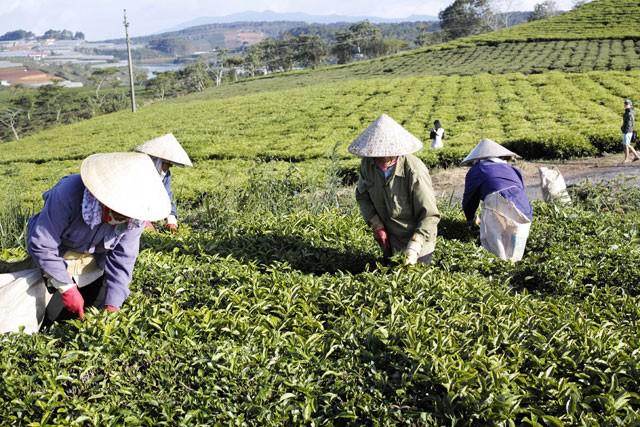 Ngoài tận hưởng không khí mát mẻ trong lành bên các luống chè, bạn cũng đừng quên ngắm những cánh hoa chè trắng mỏng manh, hay những trái chè nho nhỏ, tròn xinh như những viên bi dưới những cội chè lâu năm rải rác trong các đồi. Nếu đi xa hơn, bạn sẽ còn nhìn thấy hồ Phát Chi, một hồ nước yên tĩnh. Hồ Phát Chi cũng là hồ chứa nước dùng để tưới mát cho chè vào mùa khô hạn.
