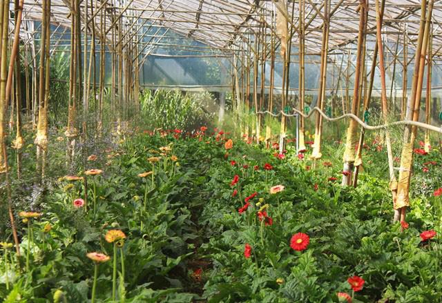 Vạn Thành là một trong ba làng hoa nổi tiếng ở Đà Lạt