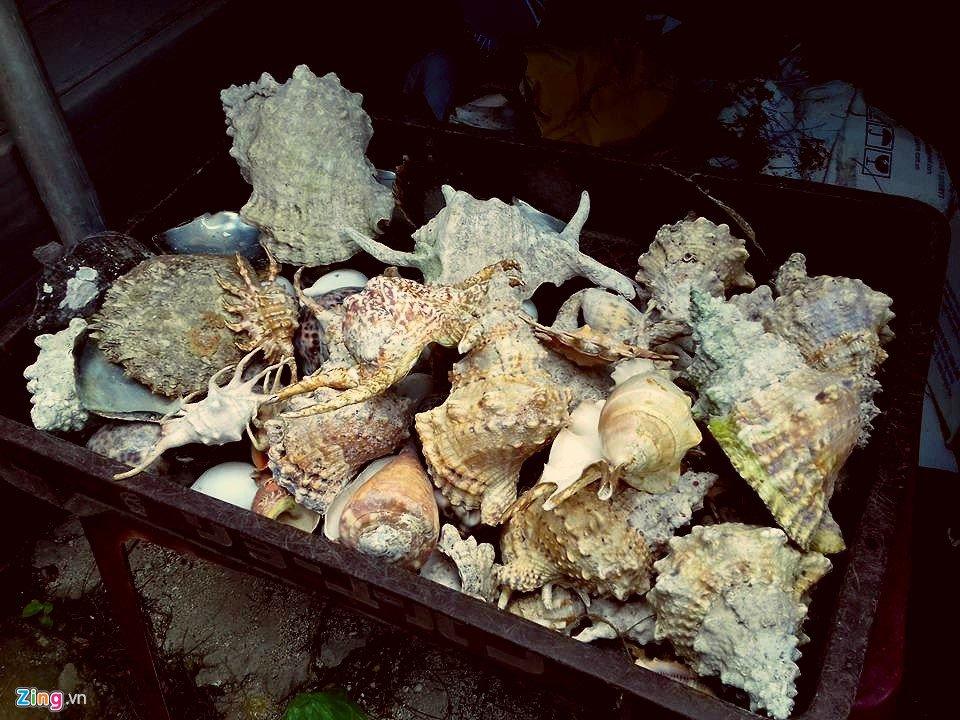 Những vò sò, vỏ ốc đầy màu sắc chính là món quà tuyệt vời nhất mà khách du lịch thường chọn mua.