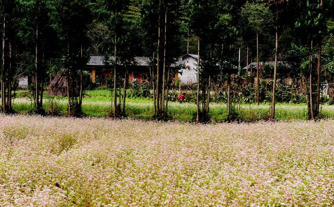 Người và hoa cùng hòa vào thành một bức tranh sống động.