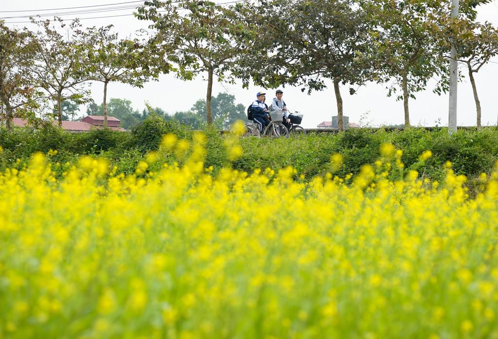 Thời gian gần đây, nhờ lợi nhuận từ việc thu phí chụp ảnh, nhiều ruộng vốn trồng loại cây hoa màu khác cũng chuyển sang "kinh doanh" hoa cải.