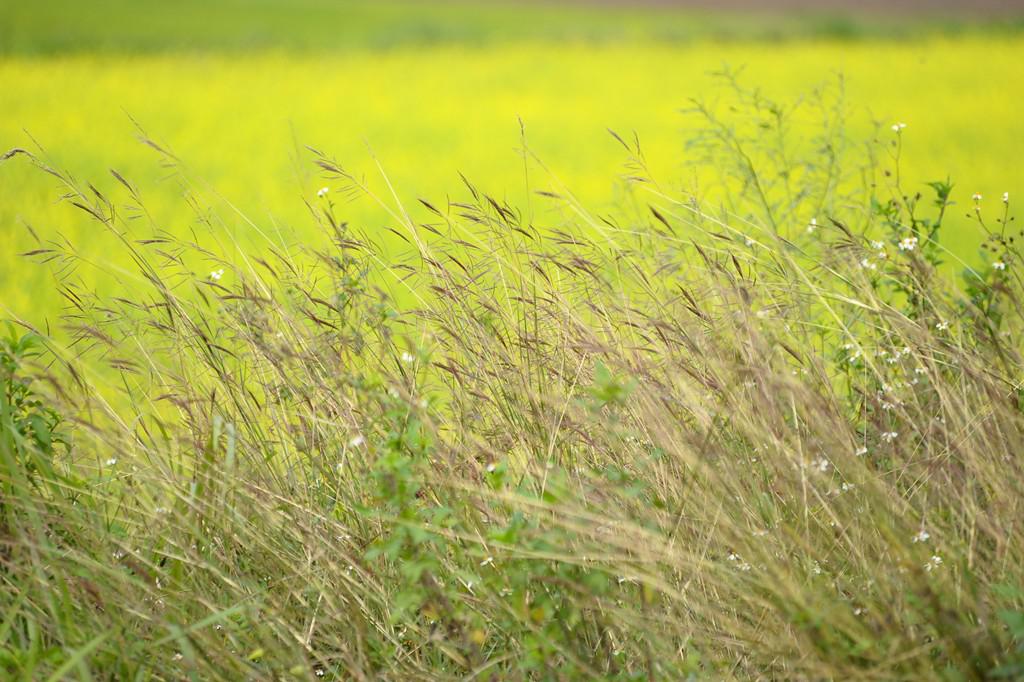 Những vạt cỏ lau đung đưa trong gió.