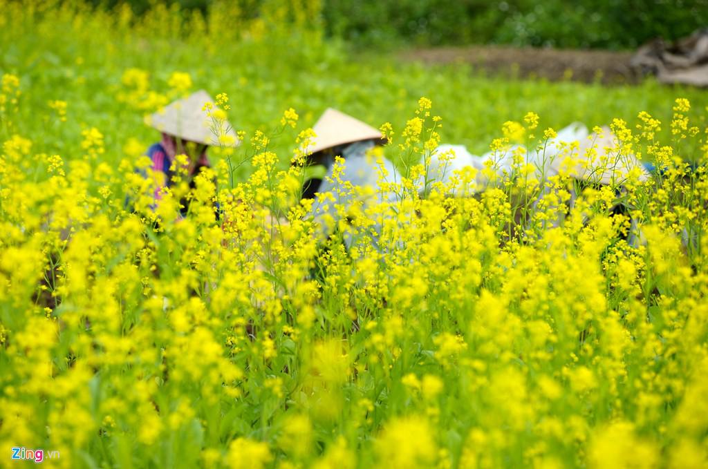 Trước đây, người nông dân thường trồng cải để lấy hạt, tuy nhiên kể từ khi phong trào chụp ảnh với hoa phát triển mạnh, bà con đã chuyển sang thu phí để có lợi nhuận cao hơn.
