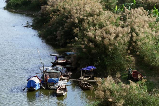 Hoa cỏ lau cao đến 2 m mọc thành từng khóm lớn trải dài hai bờ sông khoe sắc tô điểm cho vẻ đẹp của cây cầu lịch sử.