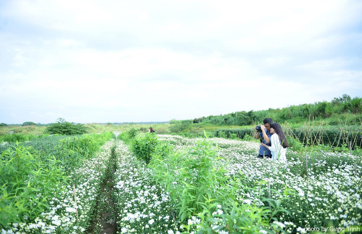 Cánh đồng cúc họa mi đang ngập trong sắc trắng khiến nhiều người thích thú. Ảnh: Giang Trịnh