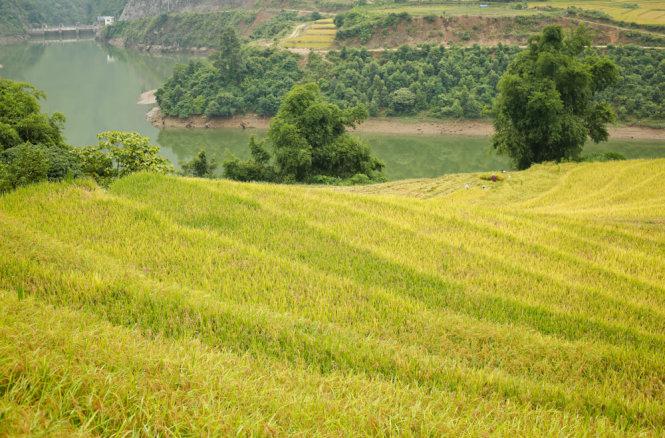 Ruộng bậc thang uốn lượn bên bờ sông ở xã Mường Hum - Ảnh: Tiến Thành