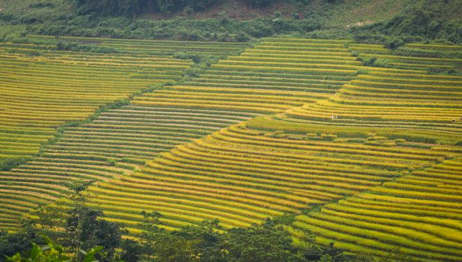 Những ruộng lúa bậc thang đều tăm tắp ở Mường Hum (Bát Xát) - Ảnh: Tiến Thành