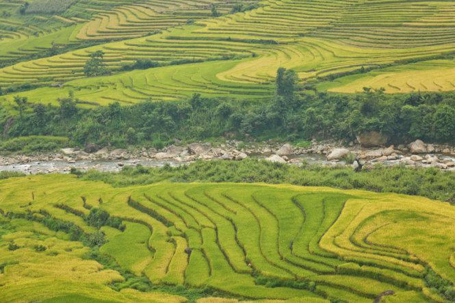 Những ruộng lúa bậc thang chín vàng như mật ong - Ảnh: Tiến Thành