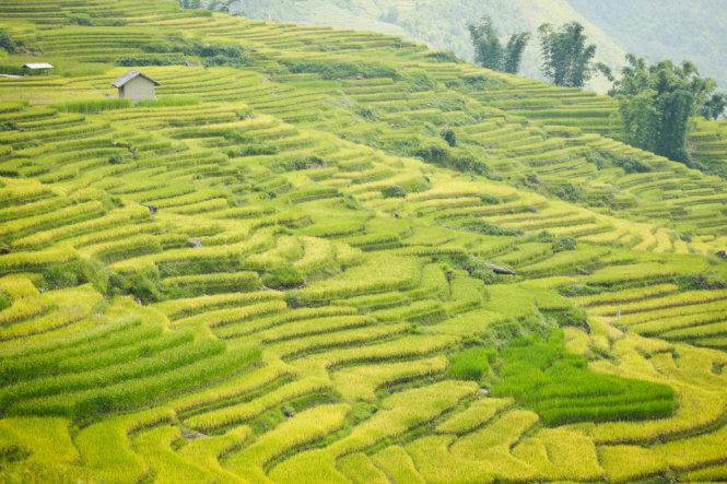 Ruộng bậc thang ở Ngải Thầu - Ảnh: Tiến Thành