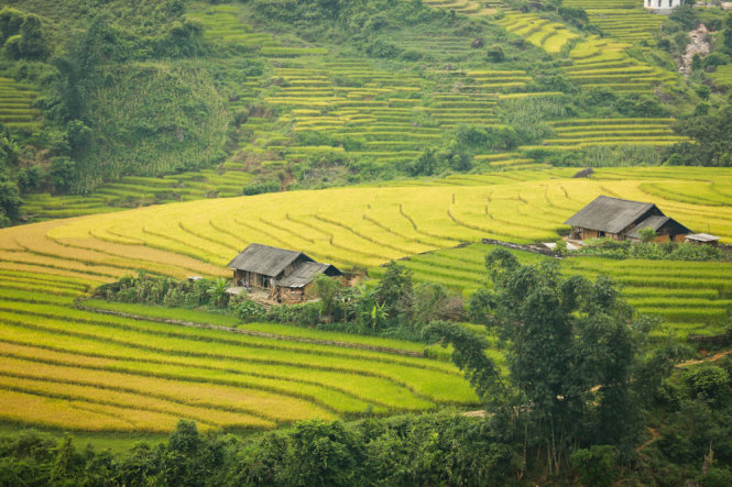 Dọc đường đi Mường Hum - Y Tý, bạn sẽ bắt gặp những căn nhà nhỏ nằm bình yên giữa ruộng bậc thang - Ảnh: Tiến Thành