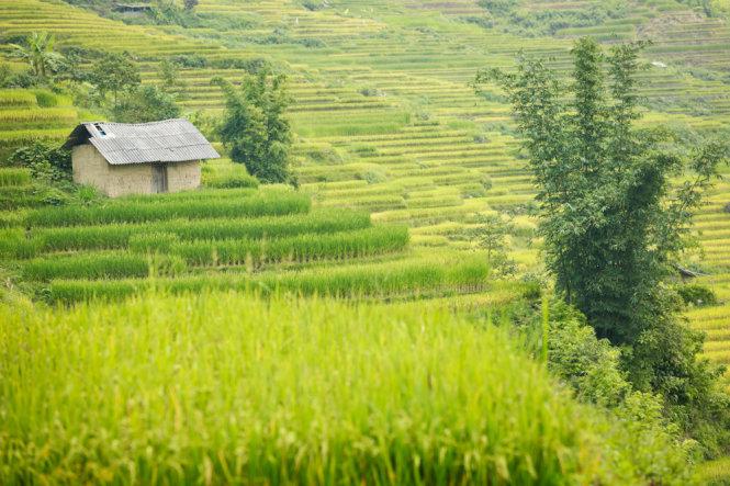 Một ngôi nhà vách đất nằm trên nương lúa ở Ngải Thầu - Ảnh: Tiến Thành