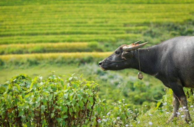 Một chú trâu bắt gặp trên đường đi Y Tý - Ảnh: Tiến Thành