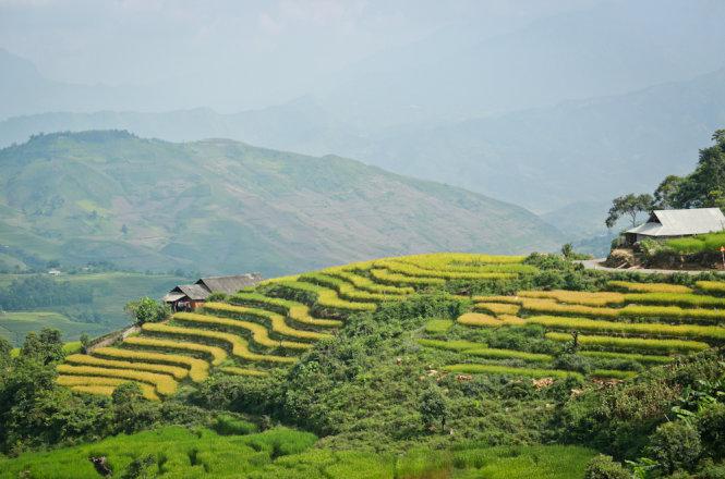 Điểm xuyết trong sự hùng vĩ của ruộng bậc thang ở Y Tý - Ngải Thầu là những căn nhà vách đất - Ảnh: Tiến Thành