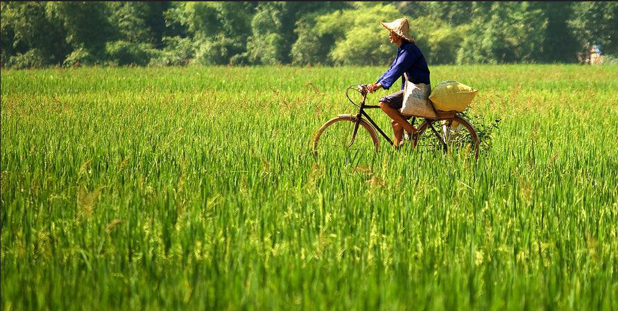 Một người nông dân đang chạy xe trên cánh đồng lúa. Ảnh: Jon Sanwell/ flickr.com