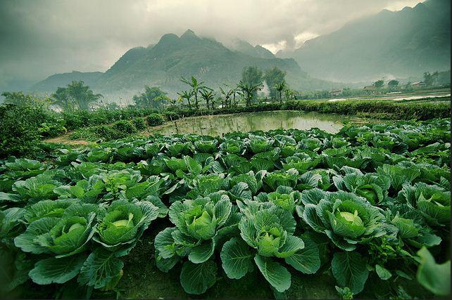Không gian xanh quyến rũ. Ảnh: Piero Dang/ flickr.com