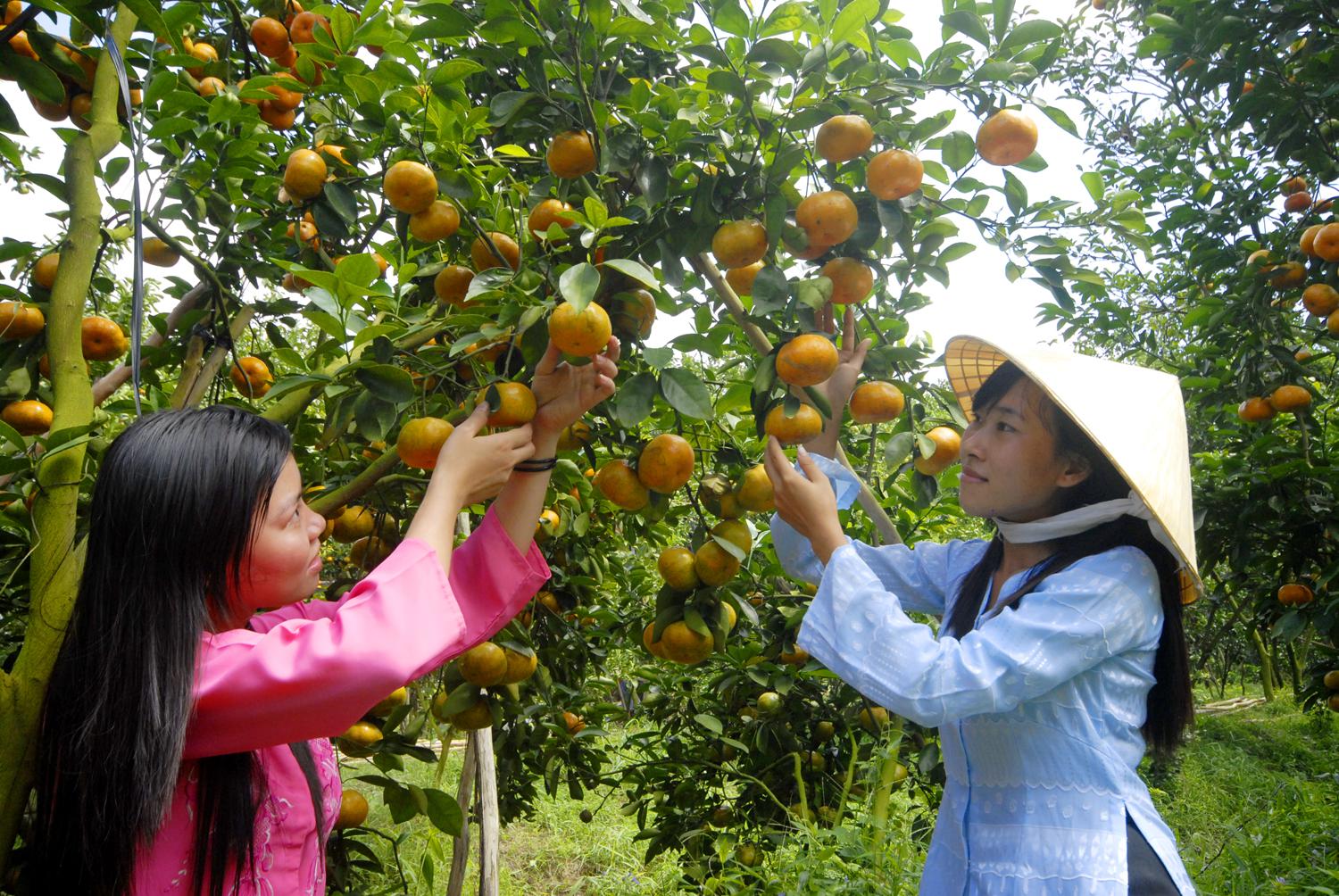Quýt hồng Lai Vung trĩu quả. Ảnh: Zing News