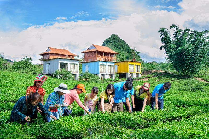 Hái chè ở Mộc Châu Arena Village. Ảnh: mocchauarena.com