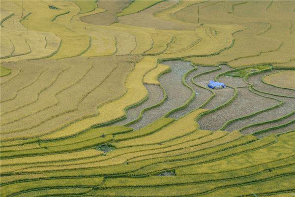 Dưới sức người trải qua hàng chục năm, Mù Cang Chải đã tràn ngập đồi ruộng mùa màng tươi xanh sức sống theo từng bậc, từng bậc vươn cao lên bầu trời. 700 ha ruộng bậc thang không chỉ cho năng suất ổn định, cải thiện đời sống dân cư, góp phần hạn chế việc chặt phá rừng làm nương rẫy, mà còn làm nên danh thắng kỳ vĩ của vùng đất này.