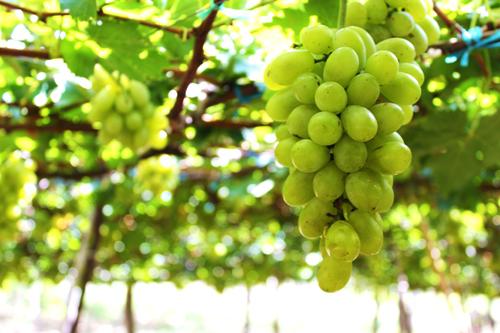 Nhắc đến Ninh Thuận, du khách không thể không nhắc tới nho - loại cây đặc sản của vùng đất này. Ảnh: Minh Đức