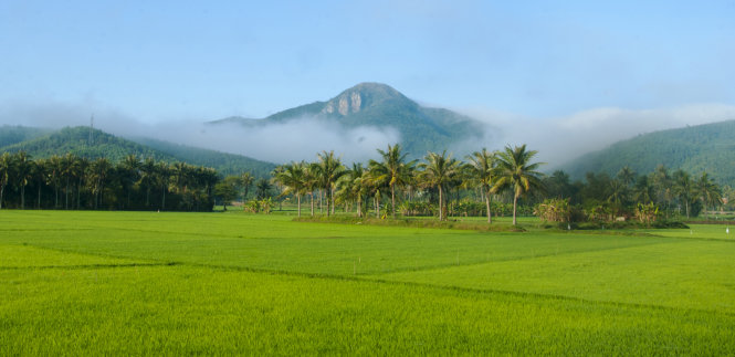 Đồng lúa Chí Thạnh (huyện Tuy An) Ảnh: Dương Thanh Xuân