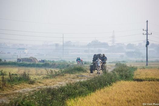 Người nông dân trên đường trở về nhà sau khi thăm đồng sớm.