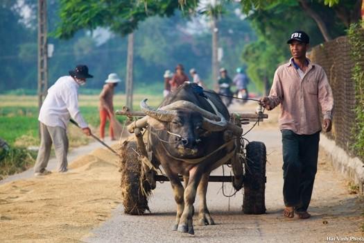Một ngày mới bắt đầu với những công việc thường nhật của người nông dân.