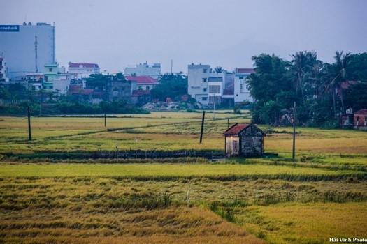 Cánh đồng lúa đang vào mùa gặt, xa xa là những ngôi nhà cao tầng hiện đại.