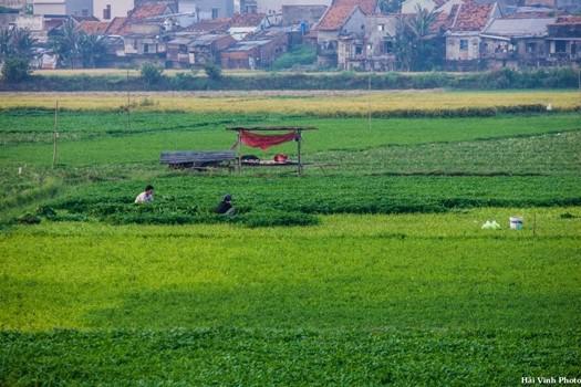 Người nông dân dậy từ sớm để ra đồng hái rau, làm cỏ.