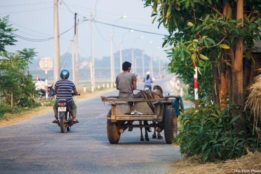 Xe bò kéo là phương tiện vận chuyển chính, nhất là thời điểm thu hoạch lúa.