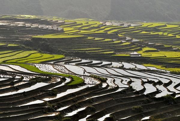 Sắc màu ruộng bậc thang Sa Pa.