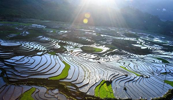 Ruộng bậc thang Sa Pa kỳ vĩ.