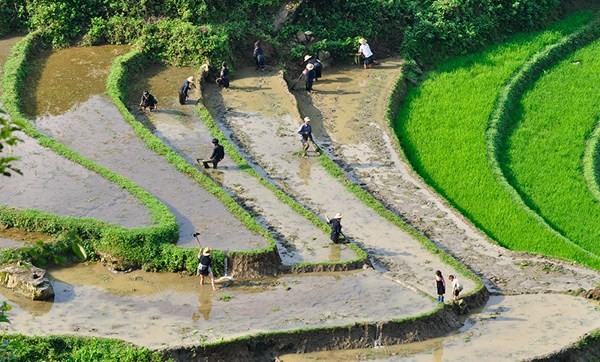Người nông dân cần mẫn với công việc đồng áng.
