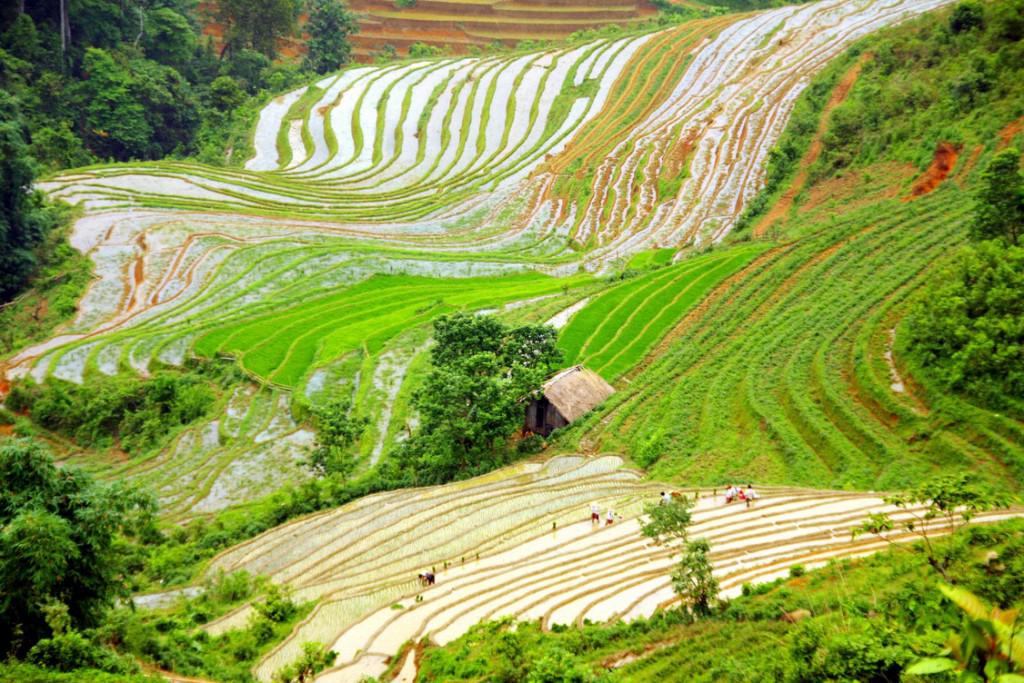 Ruộng bậc thang của người Dao đỏ tại Tả Phìn.