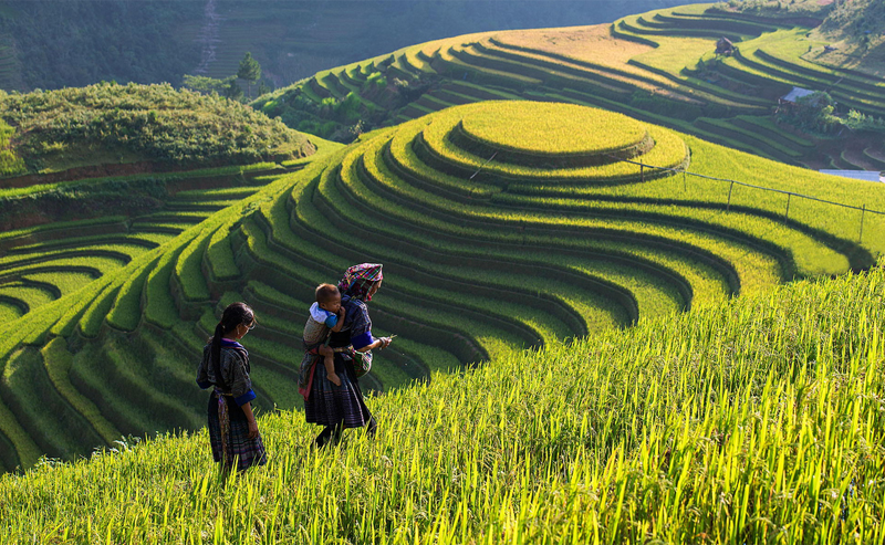 Vẻ đẹp của các thửa ruộng bậc thang ở Lao Chải – Tả Van đã khiến Sapa trở thành điểm đến rất thu hút khách du lịch.  Ảnh: Vietnampremiertravel