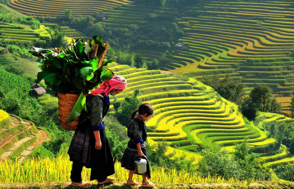 Tháng 9 là thời điểm đẹp nhất để săn mùa lúa chín ở Sapa. Ảnh: Vietnampremiertravel.com