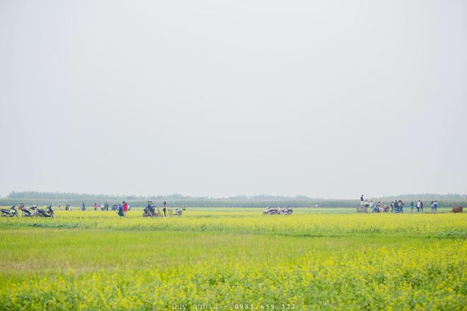 Mùa hoa cải nở, du khách đến tham quan hay chụp ảnh đều không mất tiền phí, hơn nữa còn được người dân chỉ dẫn đường cẩn thận và tận tình.