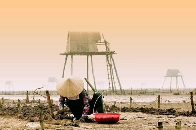 Người dân đi thu hoạch ngao.