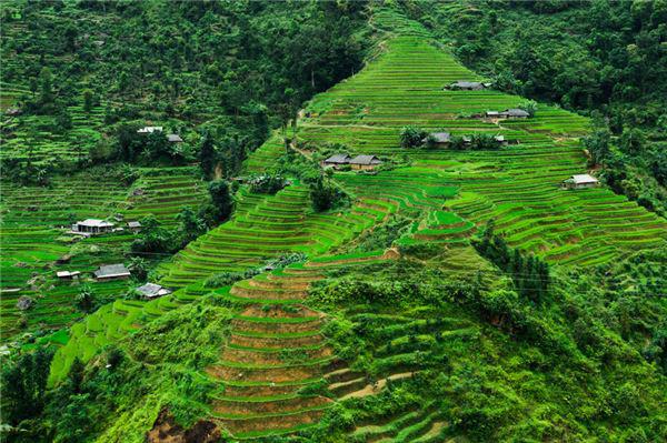 Khung cảnh bao la xanh mướt của những thửa ruộng bậc thang trải đều tít tắp ở Hoàng Su Phì.