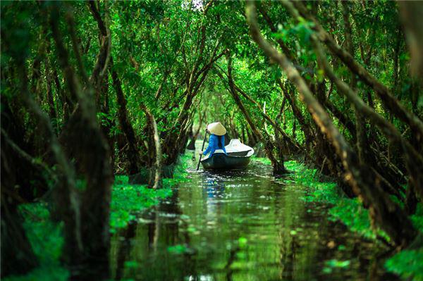 Khung cảnh xanh mướt ở rừng tràm Trà Sư.