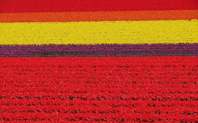 5. Vườn hoa Keukenhof, Hà Lan Nằm thị trấn Lisse, cách thủ đô Amsterdam, Hà Lan khoảng 40 phút đi xe buýt, Keukenhof là một trong những vườn hoa xuân đẹp nhất trên thế giới. Nghệ thuật trình bày hoa trên cánh đồng rộng lớn rất đặc sắc với những đường cong quyến rũ của dải hoa tulip, thủy tiên, dạ hương lan,... tạo nên bức tranh thiên nhiên tuyệt diệu.