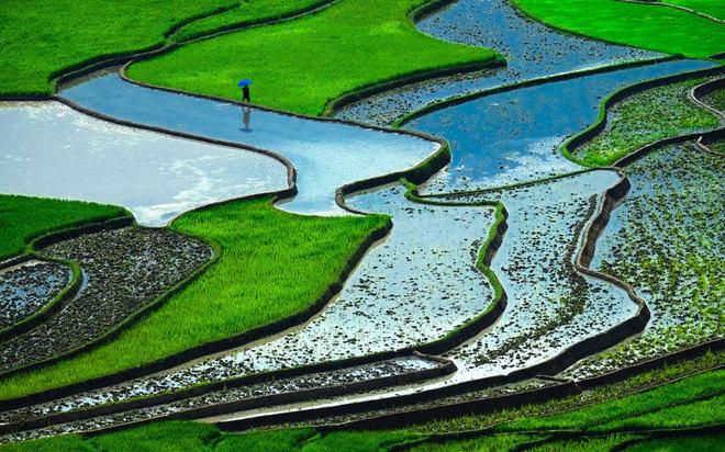 6. Ruộng bậc thang, Việt Nam Việt Nam, đất nước xuất khẩu gạo lớn thứ hai thế giới, sở hữu những cánh đồng lúa rộng bạt ngàn. Trong đó, những thửa ruộng bậc thang ở các vùng đồi, núi phía Bắc sẽ là một trong những cảnh quan với màu xanh nổi bật nhất thế giới.