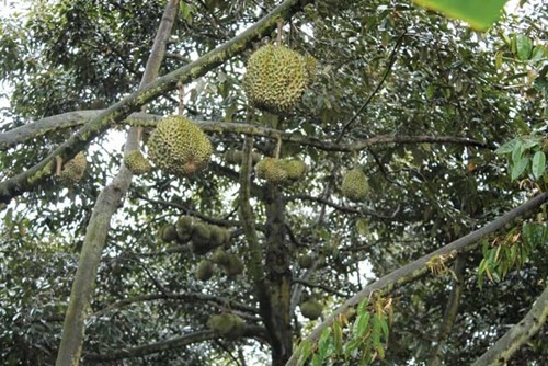 Sầu riêng vào mùa.